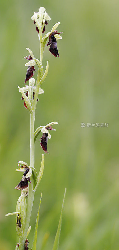 蝇兰(Ophrys entomtifera)